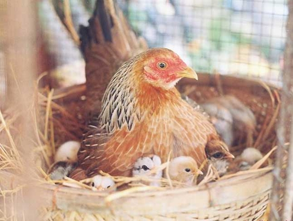 Phải mất bao nhiêu ngày để một con gà nở?
